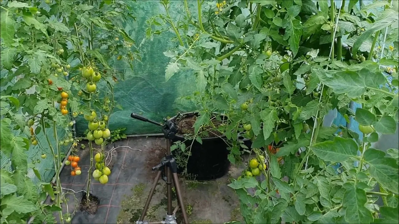 Zdjęcie Jaki nawóz pod cebule zapewni zdrowe plony i bogaty smak?