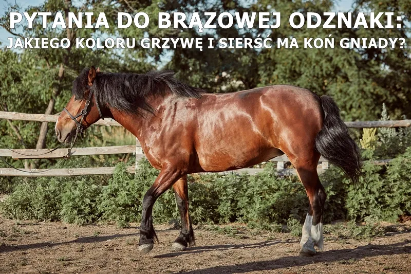 Zdjęcie Pytania na brązową odznakę jeździecką, które pomogą Ci zdać egzamin