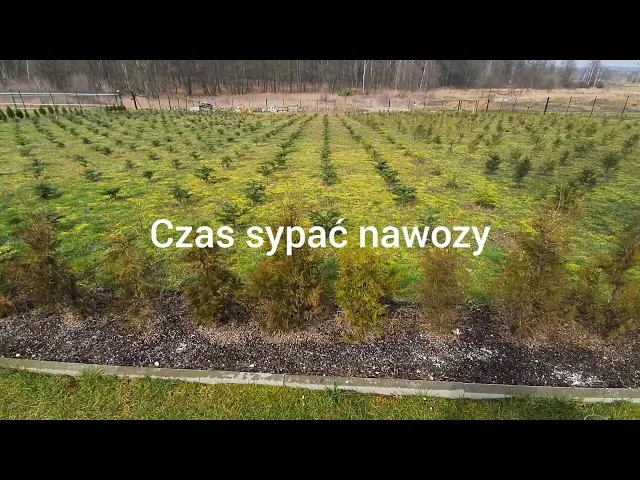 Zdjęcie Ile nawozu sypać pod tuje, aby uniknąć ich usychania?