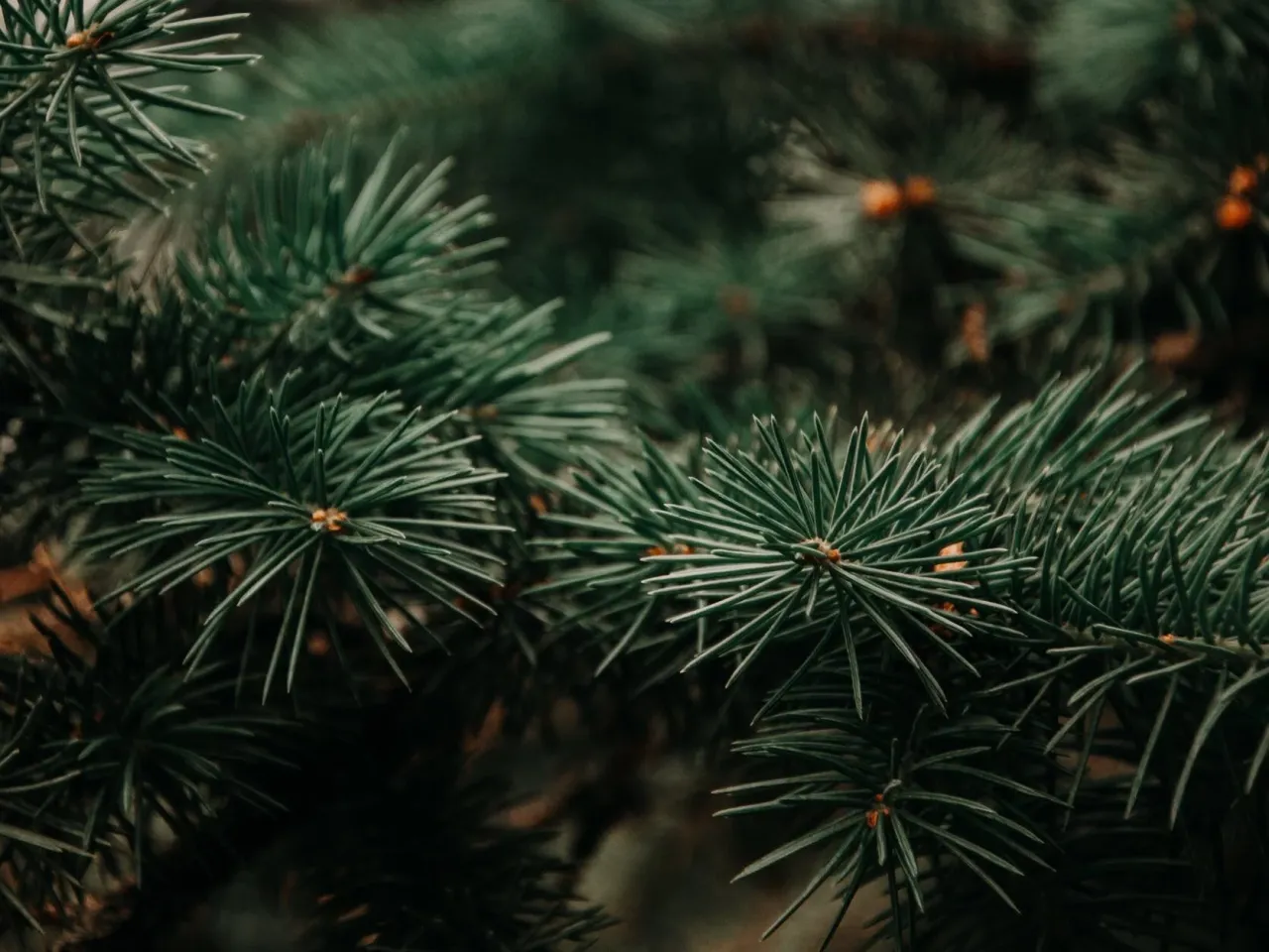 Zdjęcie Jak postępować z żywą choinką po świętach, aby nie zmarnować drzewa