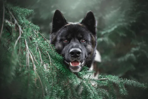Zdjęcie Akita inu pies czy suka - które zwierzę lepiej pasuje do Ciebie?