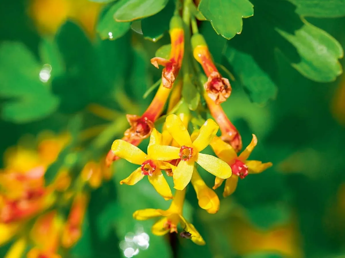 Zdjęcie Kwitnienie porzeczki: kiedy, jak i dlaczego warto o nie dbać