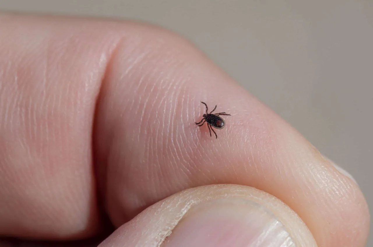 Zdjęcie Ile odnóży ma kleszcz? Zaskakująca prawda o budowie tego groźnego pasożyta