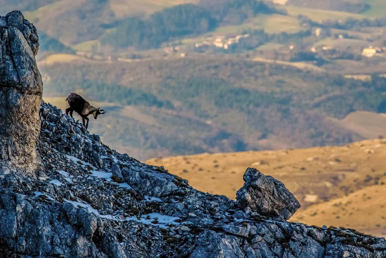Wildlife watching montagna Italia