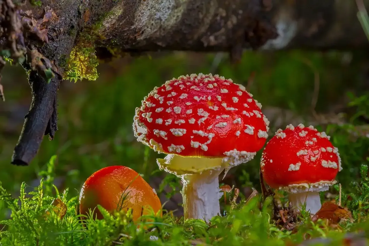 muchomor czerwony Amanita muscaria