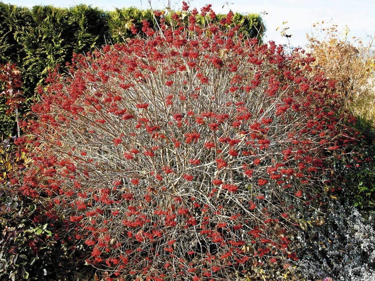 Krzew kaliny z licznymi czerwonymi owocami, idealny do przycinania. Wskazówki, jak przycinać kalinę, pomogą zachować jej piękny kształt.