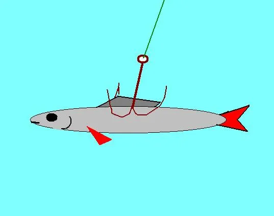 jak założyć żywca za pysk na sandacza