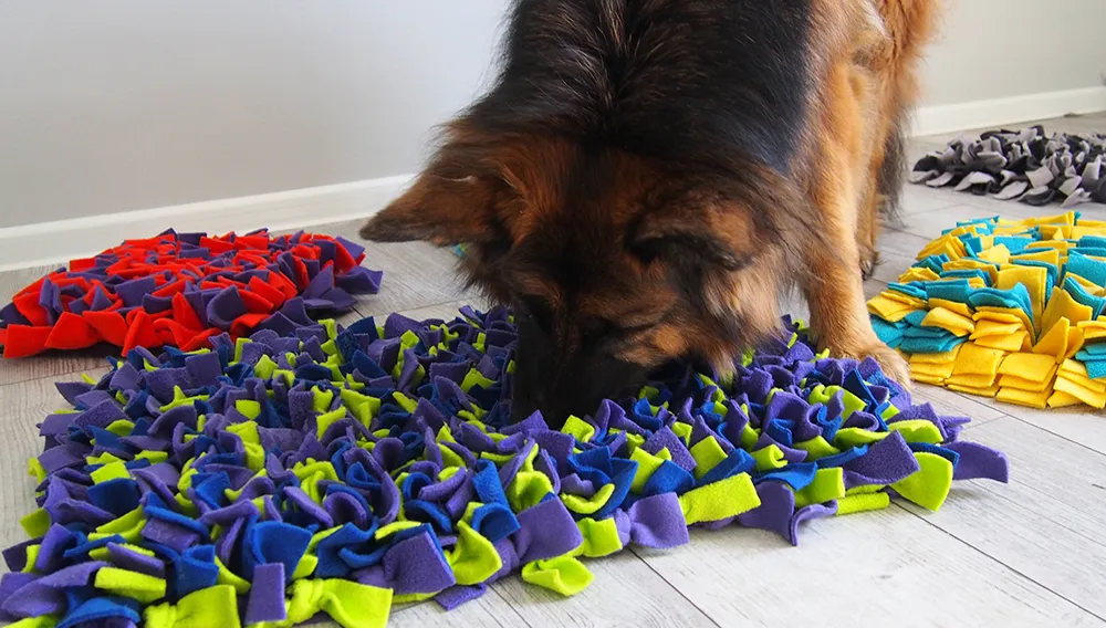 pies bawi się matą węchową