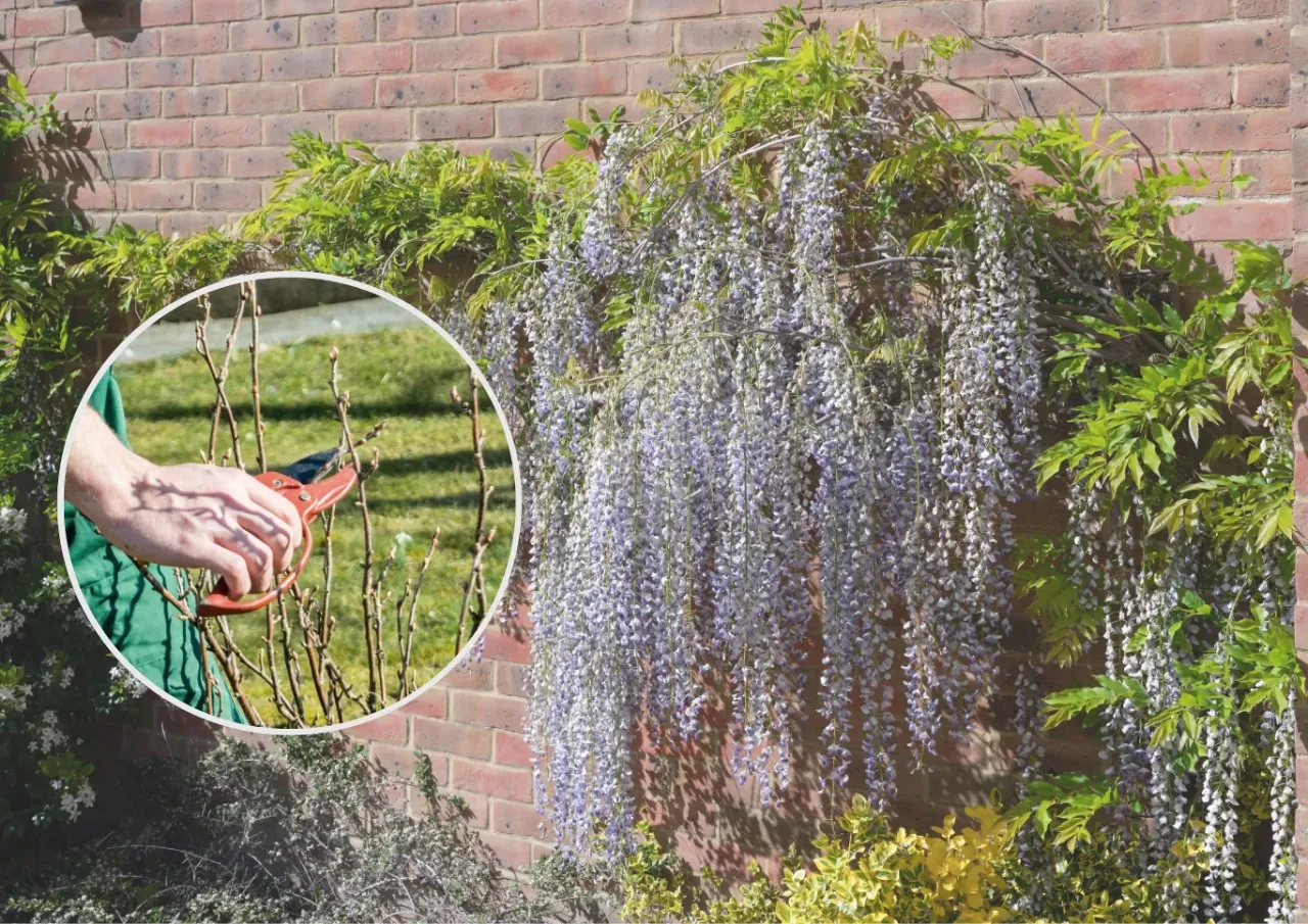 cięcie letnie wisterii