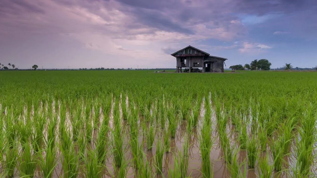 pola ryżowe uprawa tradycyjna i nowoczesna