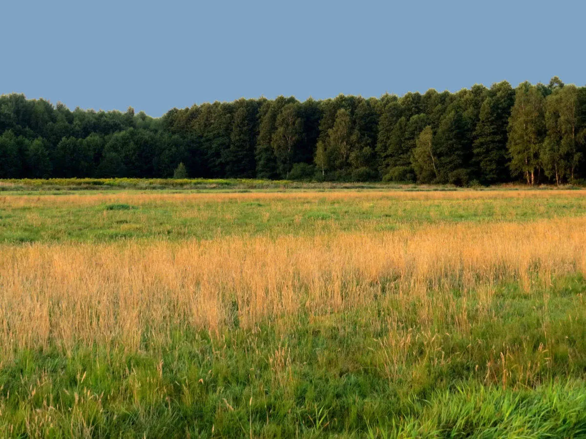 działka rolna z potencjałem rekreacyjnym