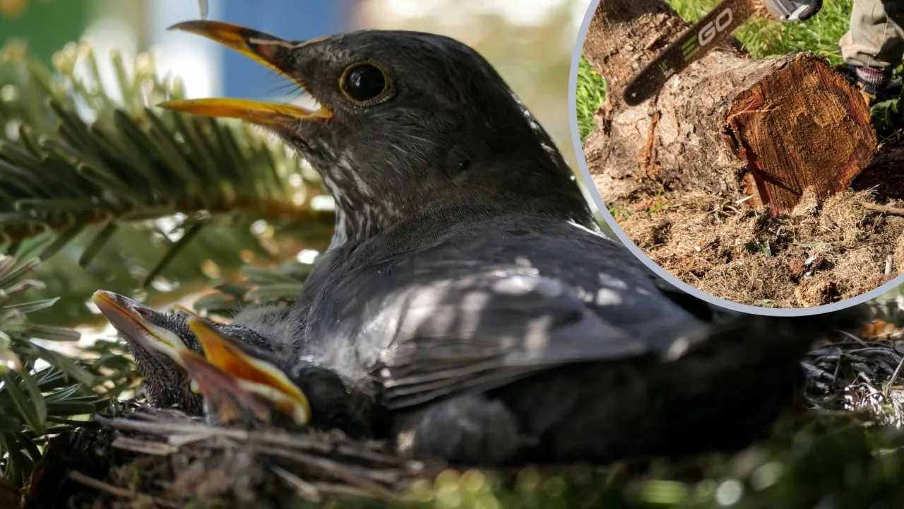 wycinka drzewa gniazdo ptaka