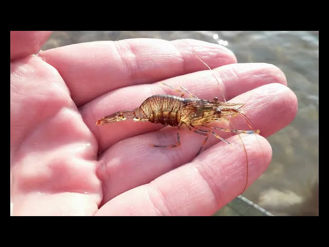 Łąki podwodne Bałtyk krewetki