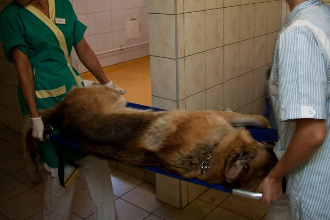 smutny pies obok właściciela weterynarz