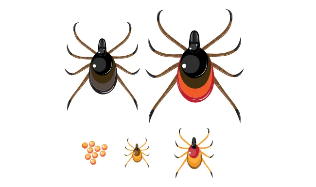 stadia rozwojowe kleszcza, larwa nimfa dorosły kleszcz por&oacute;wnanie