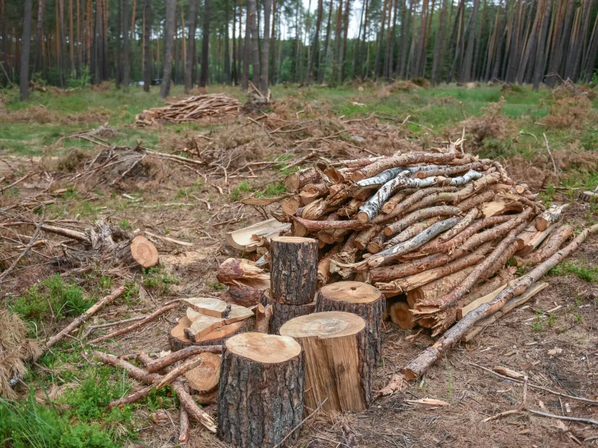 Znak zakazu zbierania drewna w lesie