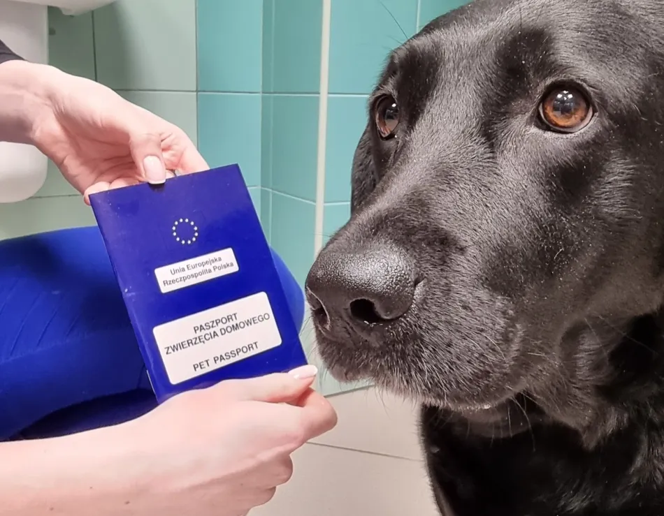 pies z paszportem weterynaryjnym