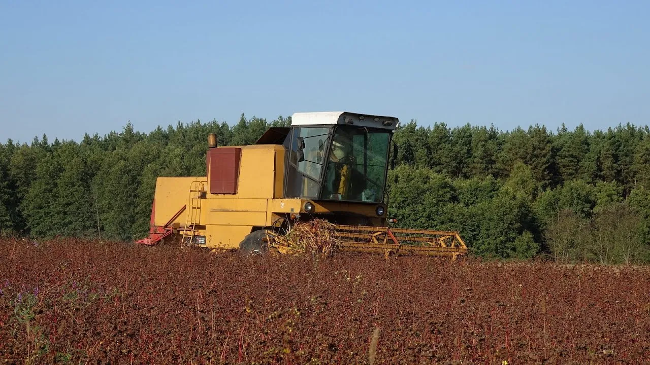Zbiór gryki kombajnem