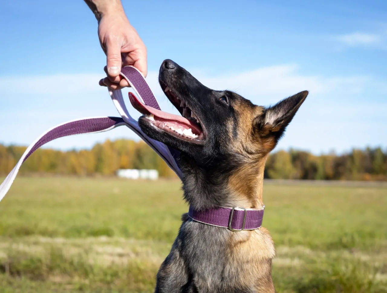 pies na smyczy z pozytywnym wzmocnieniem