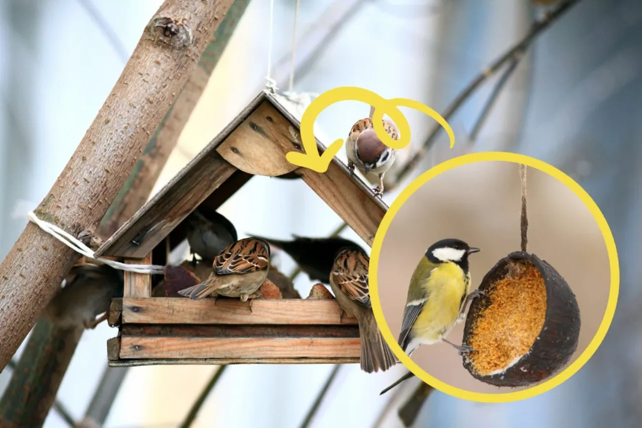 r&oacute;żne rodzaje pokarmu dla ptak&oacute;w zimą