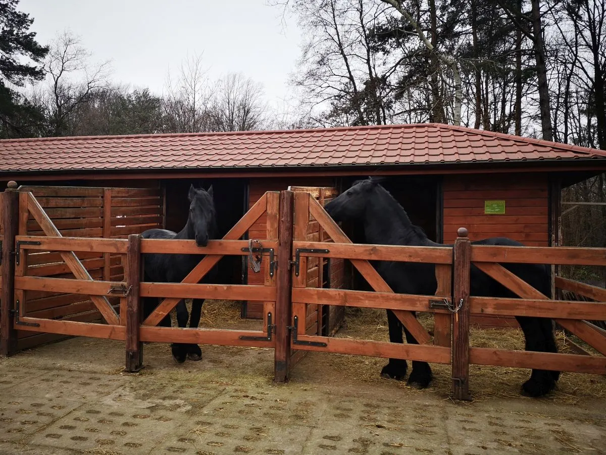 Zdjęcie Stadnina pod lasem - wyjątkowe miejsce na jeździeckie przygody i relaks