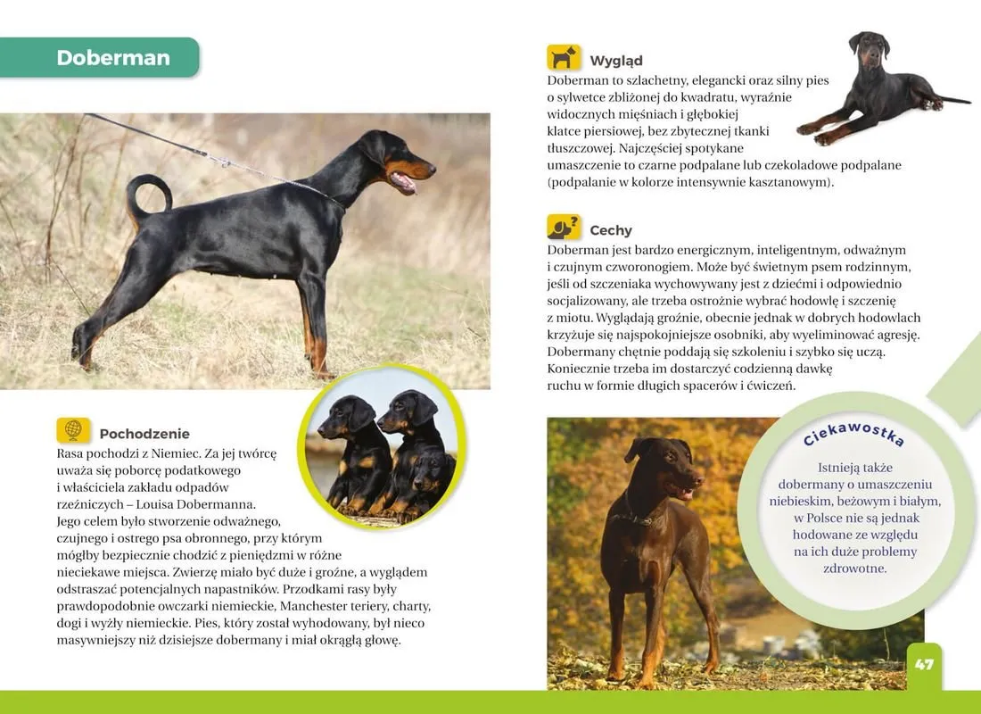 dziecko czytające atlas ps&oacute;w, r&oacute;żne rasy ps&oacute;w dla dzieci