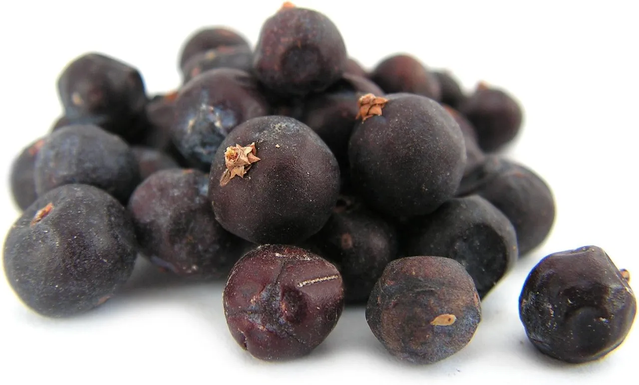 jałowiec świeży suszony por&oacute;wnanie jakość