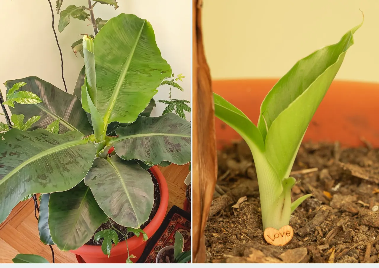 kwiat bananowca serce banana etapy rozwoju