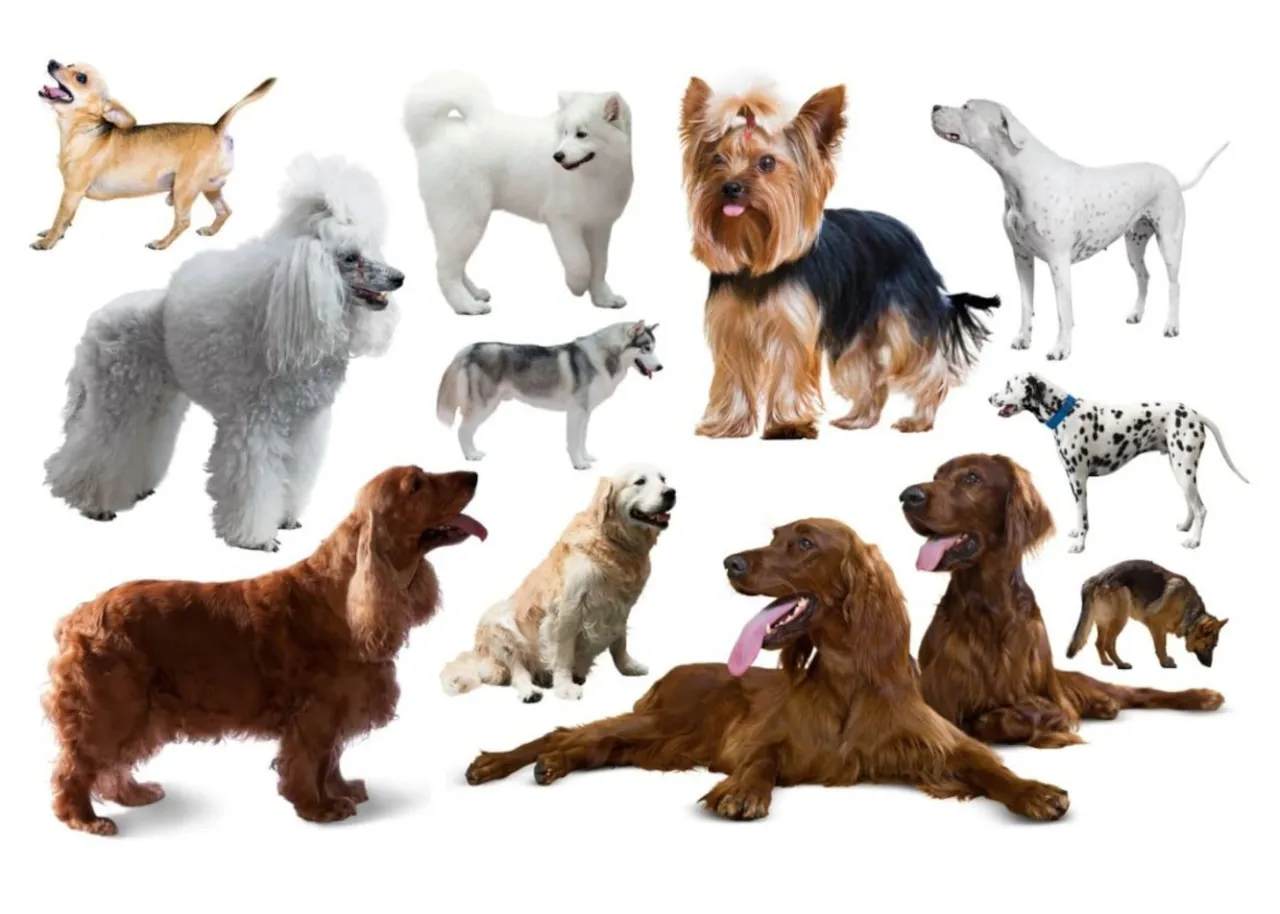 r&oacute;żne rasy ps&oacute;w szczęśliwe