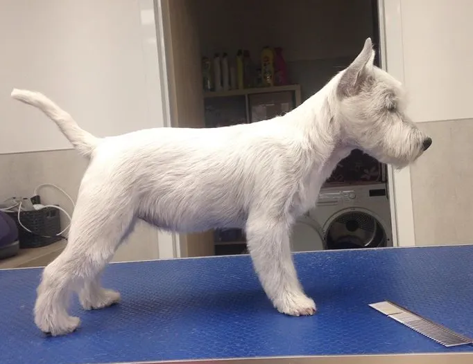 West Highland White Terrier trymowanie