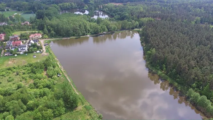 łowisko pod lasem karp amur