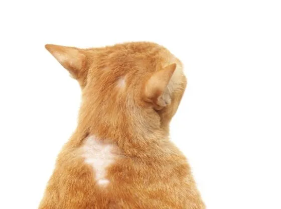 Kot drapiący się, kot z wyłysieniami na szyi