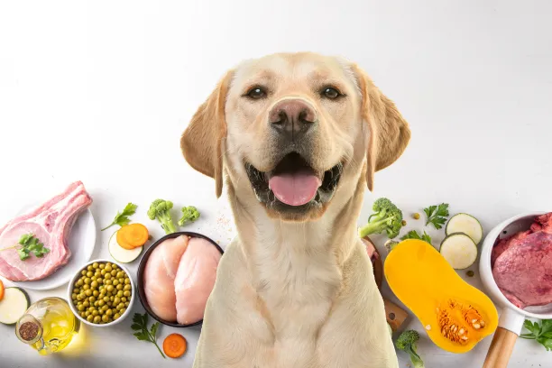 pies dieta eliminacyjna