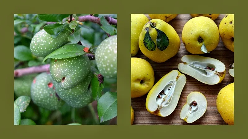 dojrzałe owoce pigwowca na nalewkę