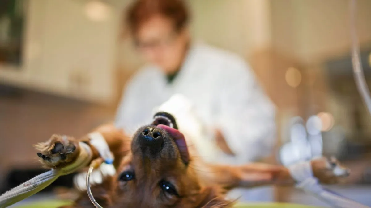 weterynarz nagły przypadek zwierzę