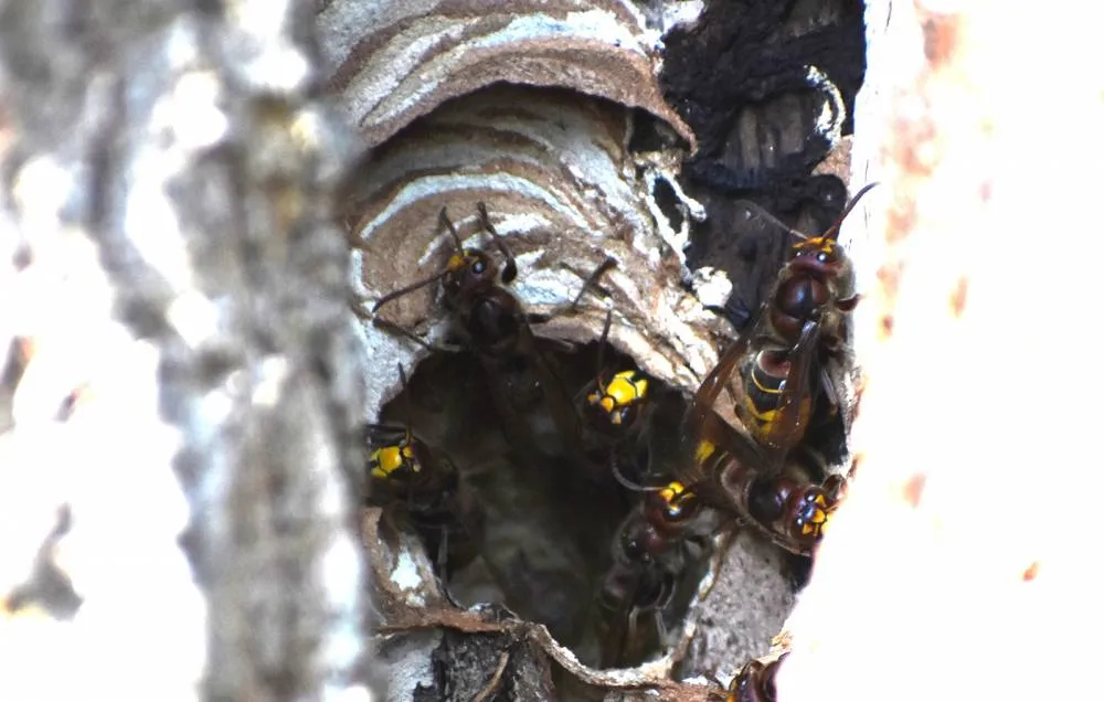 Kr&oacute;lowa szerszeni budująca gniazdo