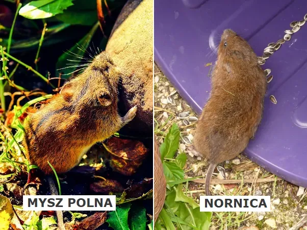 nornica i mysz por&oacute;wnanie