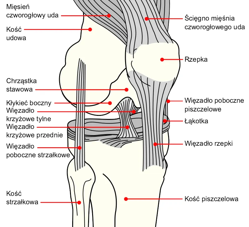 Objawy skręcenia kolana diagram