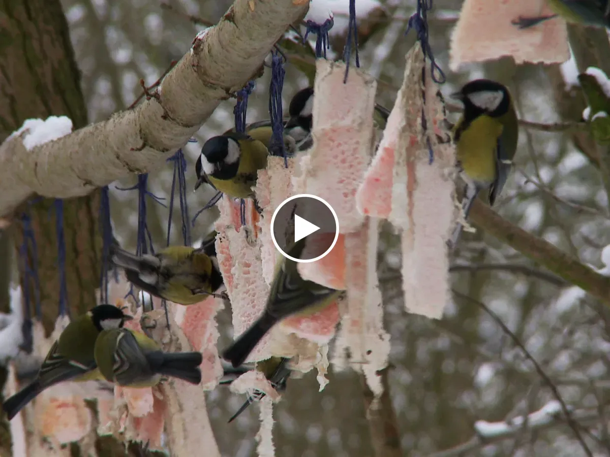 jak powiesić słoninę dla ptaków