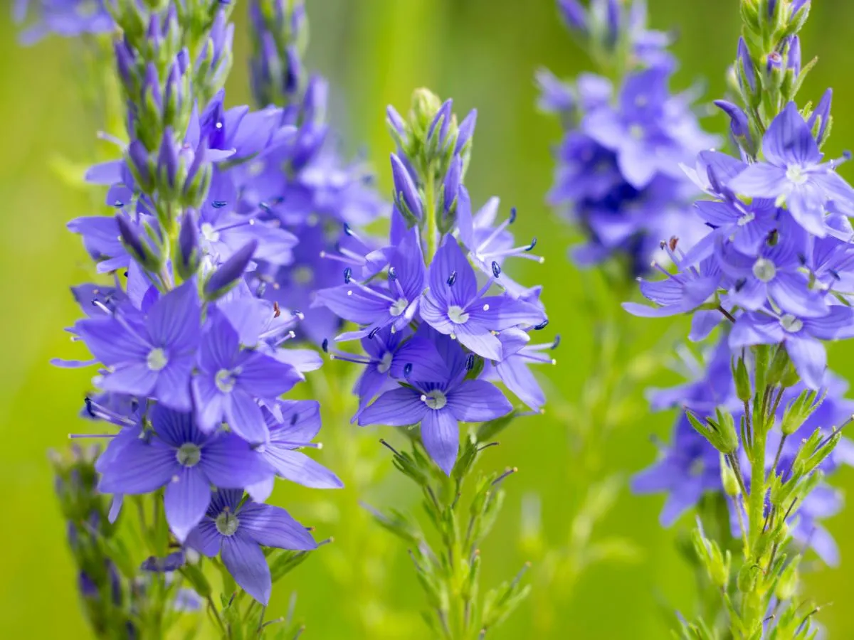 Niebieskie kwiaty w ogrodzie identyfikacja