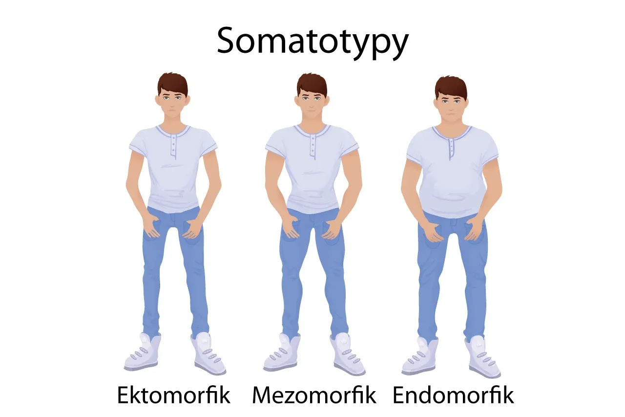 Somatotypy męskie ektomorfik mezomorfik endomorfik