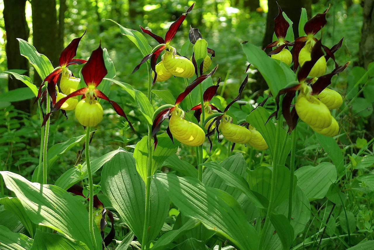 Kwiaty obuwnika kalpusza, zagrożone wyginięciem, w lesie.