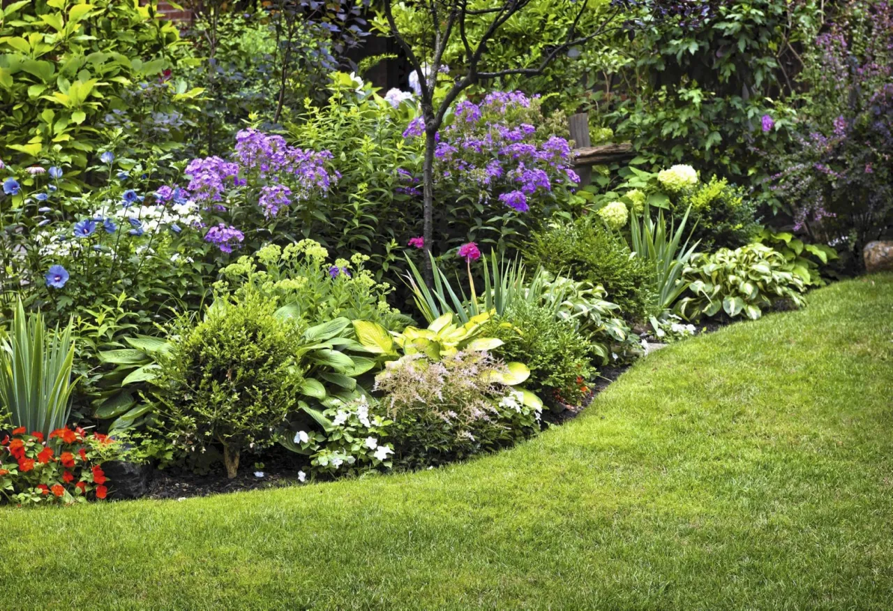 Rośliny cieniolubne pod iglaki