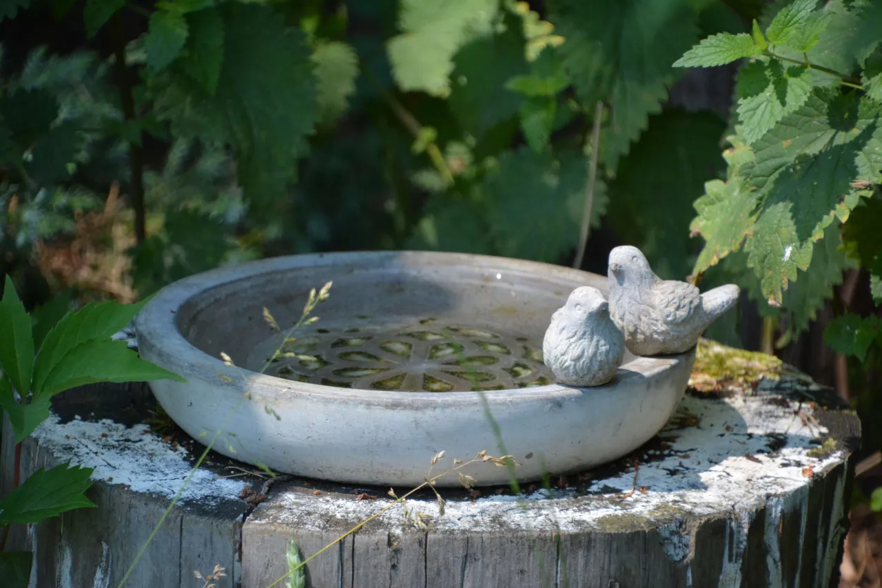 ogr&oacute;d przyjazny ptakom r&oacute;żnorodność