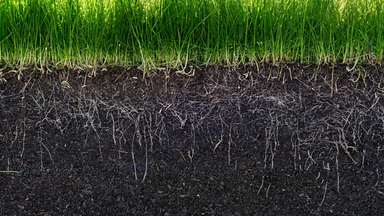 pH gleby trawnik znaczenie