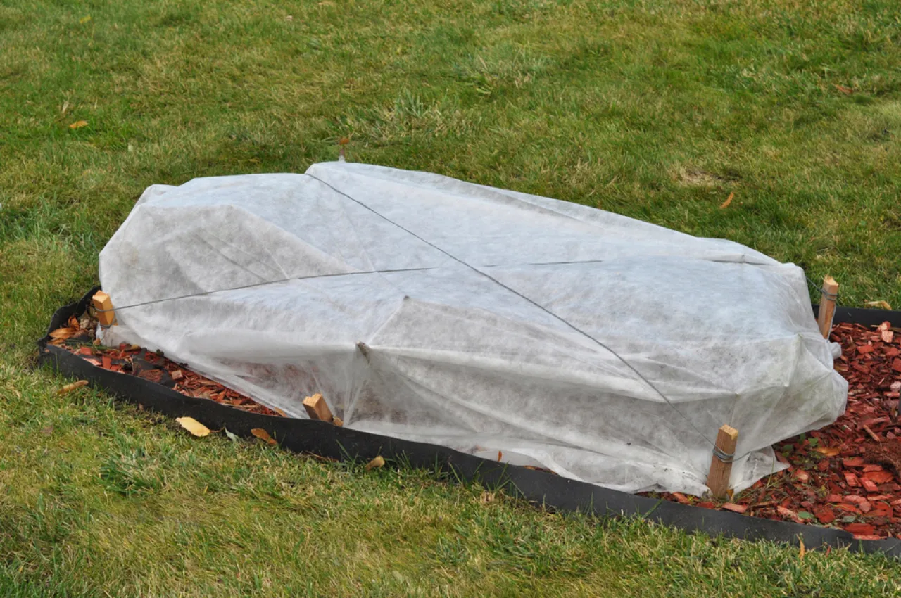 Ochrona młodej katalpy na zimę. Biała agrowłóknina zabezpiecza roślinę przed mrozem.