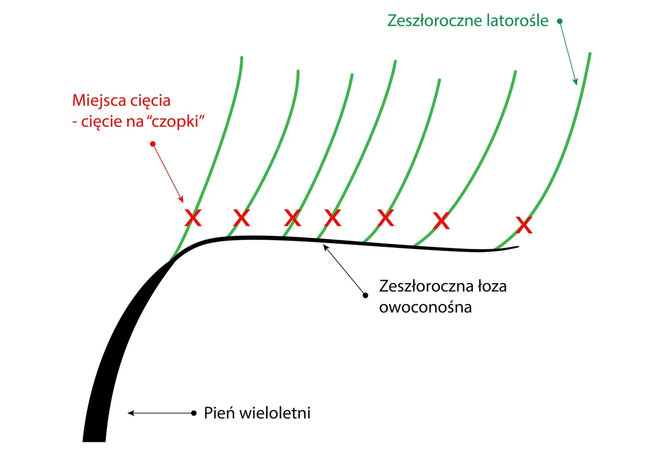 Przycinanie winorośli zimą korzyści