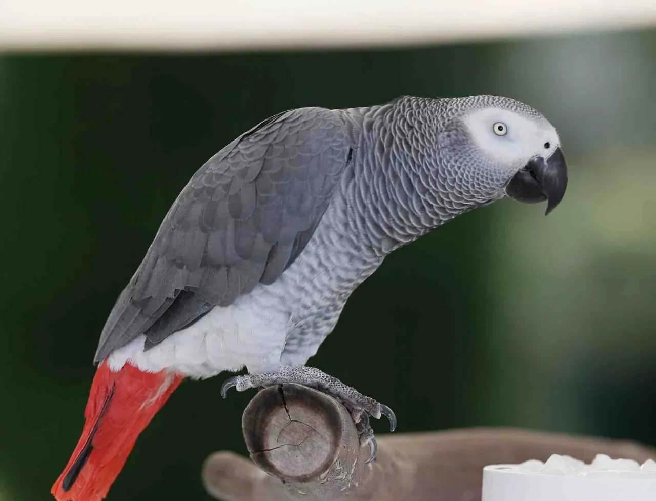 Wyprawka dla papugi żako