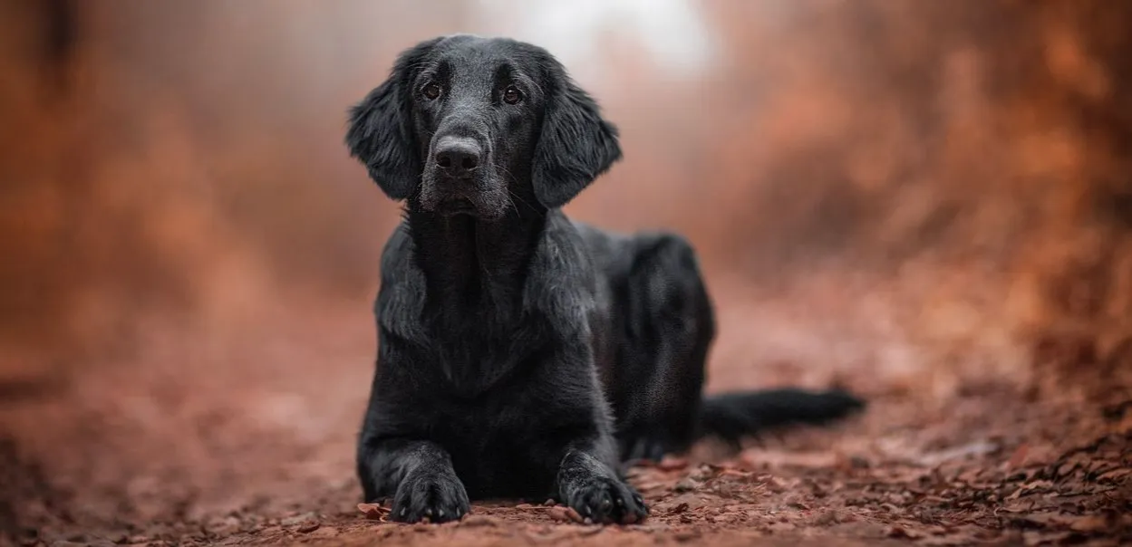 pies z lśniącą sierścią lub senior pies