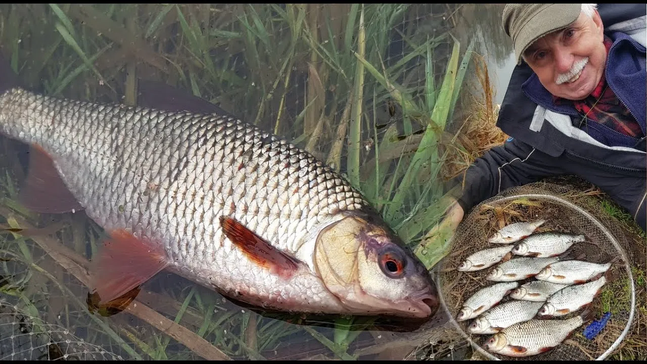 wędkarstwo zimowe na płoć